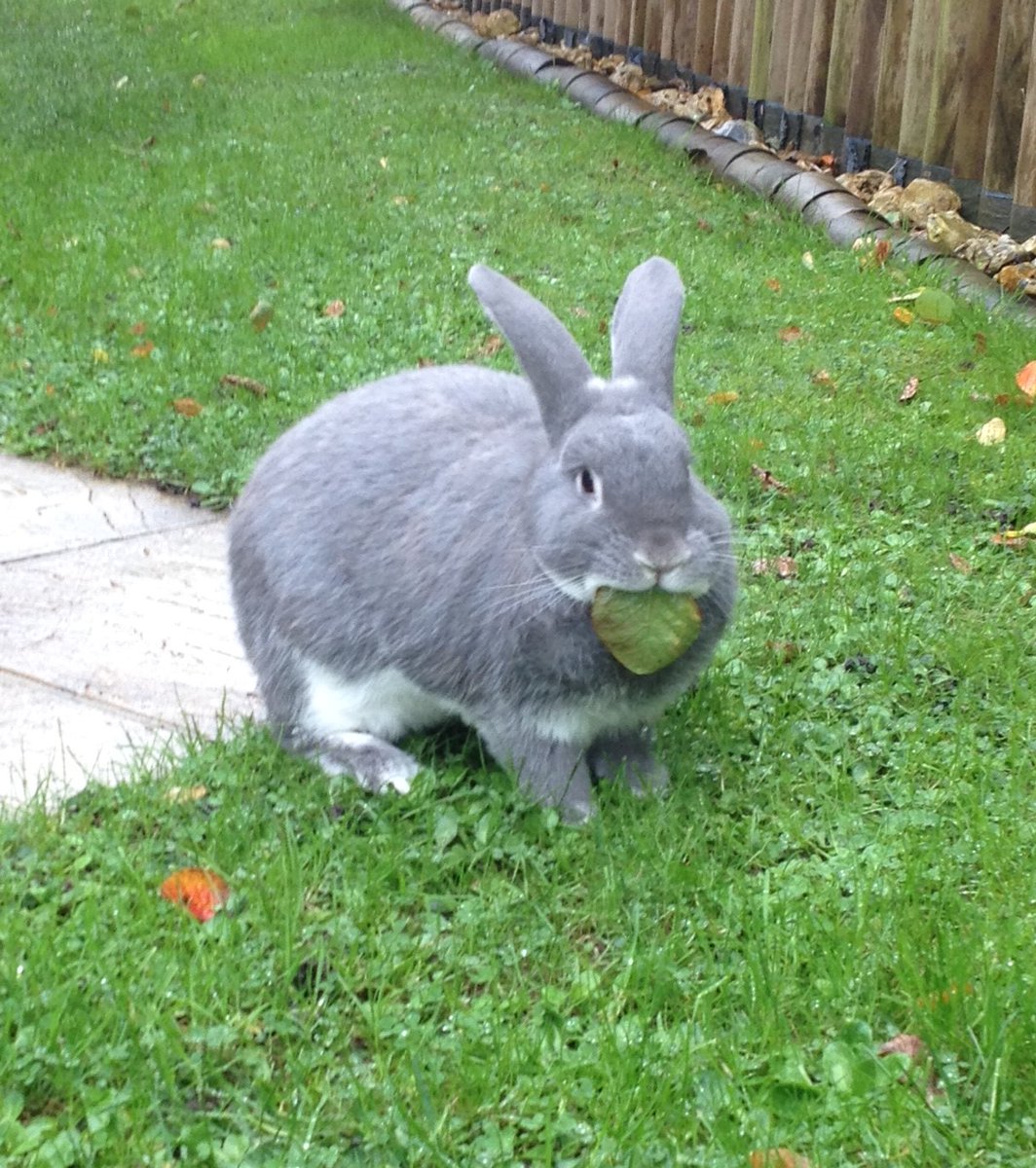 rocky_mikey's tweet photo. Is on gardin duti dis morning. #bunob #bunnies #houserabbits #pets #rabbitsoftwitter #rabbits #rabbit #haybox #nibbleandgnaw #bunny https://t.co/gzxptutCaz