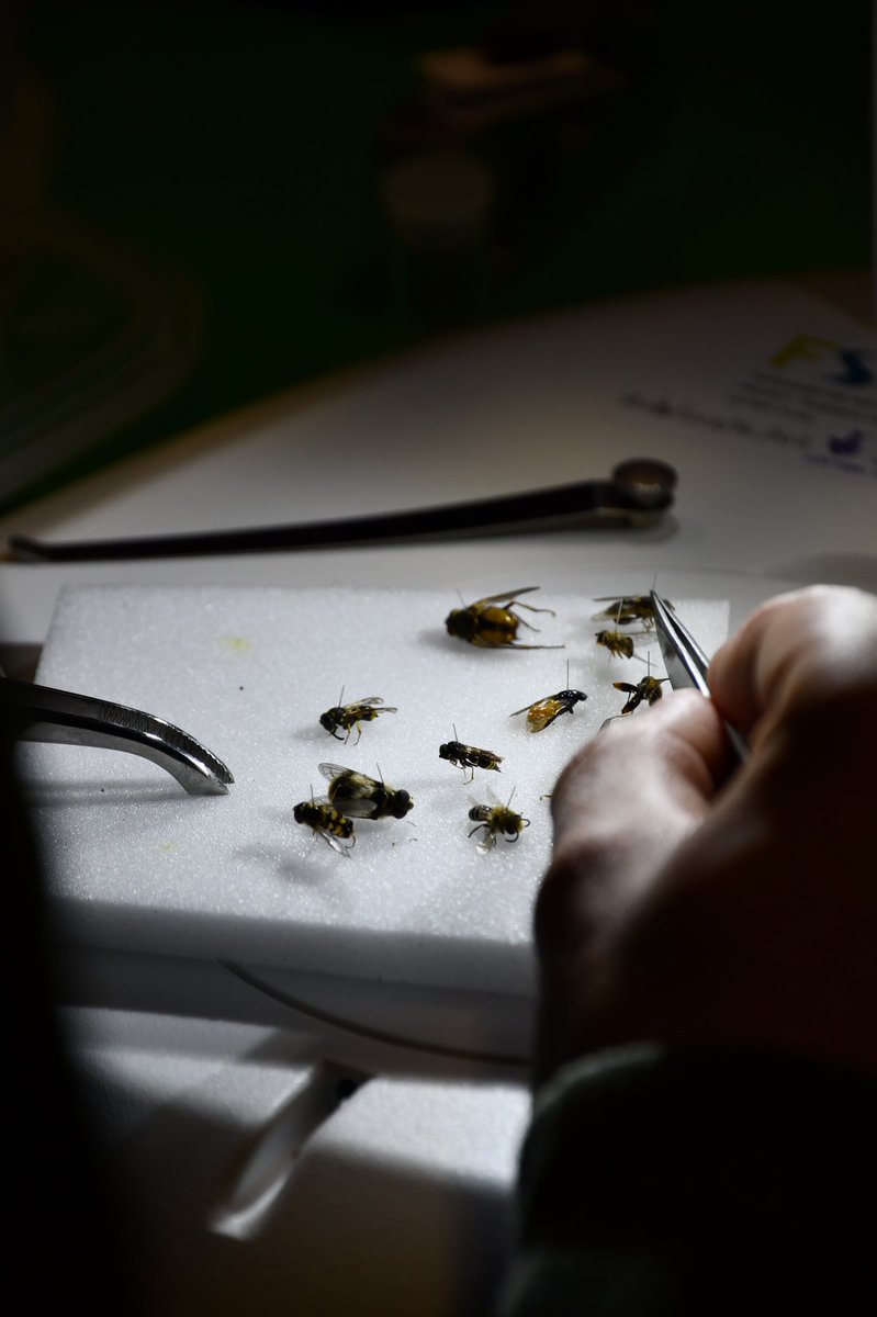 FSCBiodiversity's tweet photo. It’s been fantastic week at @BishopsWoodCent with our ‘Volunteer ID day’, ‘Identifying Terrestrial Invertebrates with Microscopes’ and last but not least, ‘Creating and Using an Insect Collection’ 🪲

Check out all our upcoming courses here: https://t.co/WdfqgrDT20 https://t.co/W4sVwA7oBc
