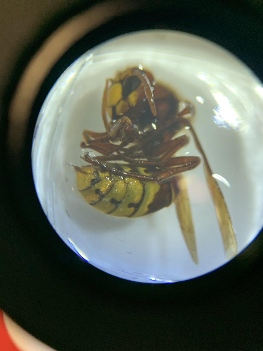 FSCBiodiversity's tweet photo. It’s been fantastic week at @BishopsWoodCent with our ‘Volunteer ID day’, ‘Identifying Terrestrial Invertebrates with Microscopes’ and last but not least, ‘Creating and Using an Insect Collection’ 🪲

Check out all our upcoming courses here: https://t.co/WdfqgrDT20 https://t.co/W4sVwA7oBc
