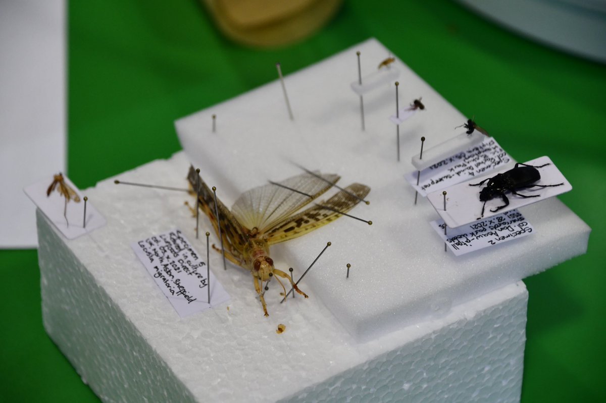 FSCBiodiversity's tweet photo. It’s been fantastic week at @BishopsWoodCent with our ‘Volunteer ID day’, ‘Identifying Terrestrial Invertebrates with Microscopes’ and last but not least, ‘Creating and Using an Insect Collection’ 🪲

Check out all our upcoming courses here: https://t.co/WdfqgrDT20 https://t.co/W4sVwA7oBc