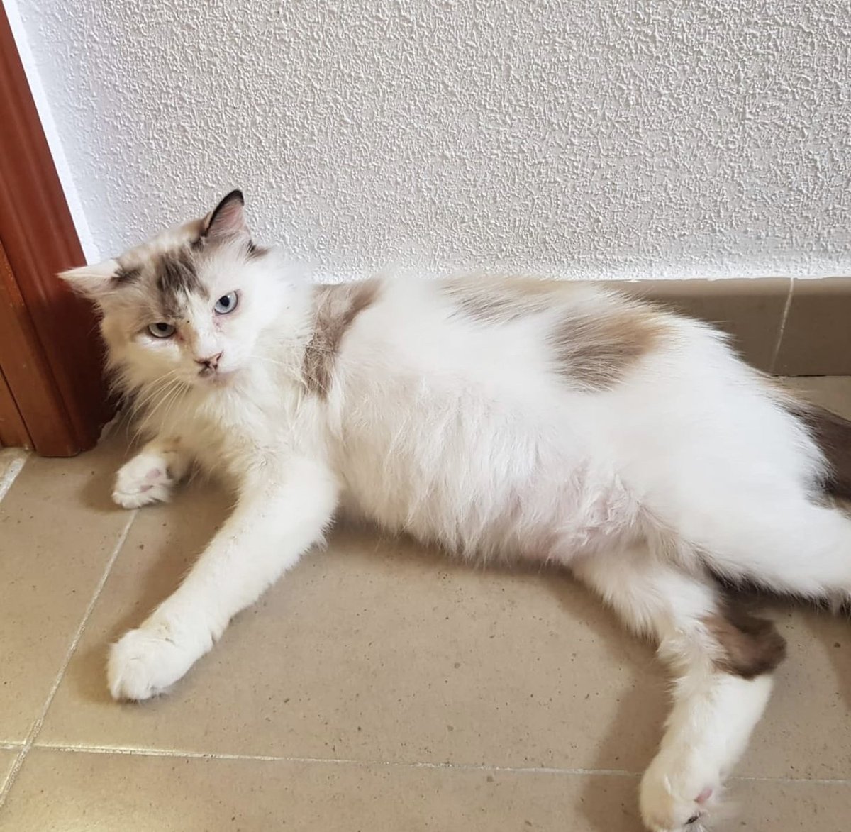 Dulcinea es una gatita de 2 añoscariñosa y buena.
Se encuentra en <a href="/arparanjuez/">ARPA Aranjuez</a>
Te gustaría darle un hogar? Comparte y difunde
#AppAdoptMe #AdoptMe #adopcionresponsable #adopcion #adopta #app #adoptanocompres #gata #cats