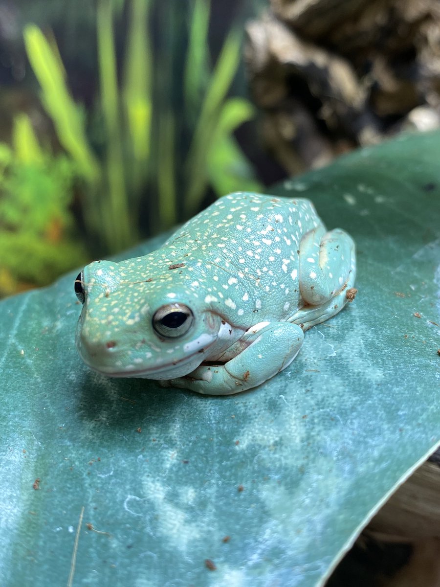 FermeTropicale's tweet photo. Litoria caerulea est probablement la meilleure espèce pour débuter avec les #rainettes tropicales 🌴 Spécimens juvéniles de la forme « super snowflake » nés en captivité en 2021 disponibles ➡️ https://t.co/krAZv3rhoz #amphibien #grenouille #frog https://t.co/mwPpMj1mM0