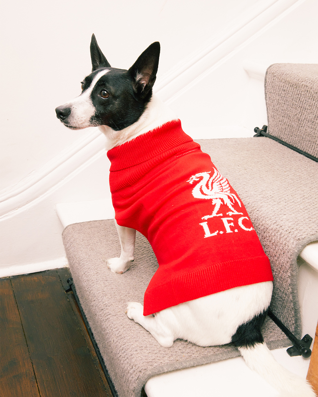 klipning eftertiden Musling Liverpool FC Retail on Twitter: "How paw-some are our LFC Pet Accessories,  Reds?! 🐾🐶 Shop the full collection in-store and online now at  https://t.co/F4Y5781O7E. #LFC #LiverpoolFC https://t.co/31afoaJ4qk" /  Twitter