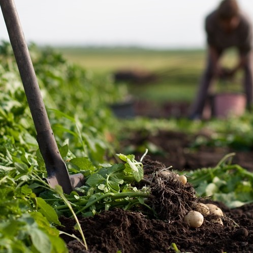 🤔 What’s a Robust Potato Pledge?
It’s when UK retailers (inc <a href="/waitrose/">Waitrose & Partners</a> <a href="/Riverford/">Riverford</a> <a href="/AbelandCole/">Abel & Cole</a>) &amp; breeders (inc <a href="/Agrico_UK/">AgricoUK</a> @<a href="/SarpoUK/">Sarvari Trust</a> <a href="/RBOrganic/">RB Organic</a>) develop disease resistant #organic #potatoes
Read more soilassociation.co/3EgutRM
@orgplusresearch <a href="/OGAgrowers/">Organic Growers Alliance</a> <a href="/OrgResCent/">Organic Research Centre</a> <a href="/BiodynamicUK/">Biodynamic Assoc UK</a>