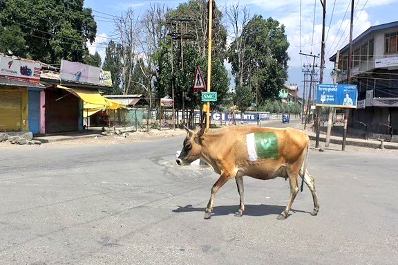 soldierspeaks's tweet photo. Holy Cow at #Srinagar #iiojk 😎 https://t.co/CGCRKLpFlG