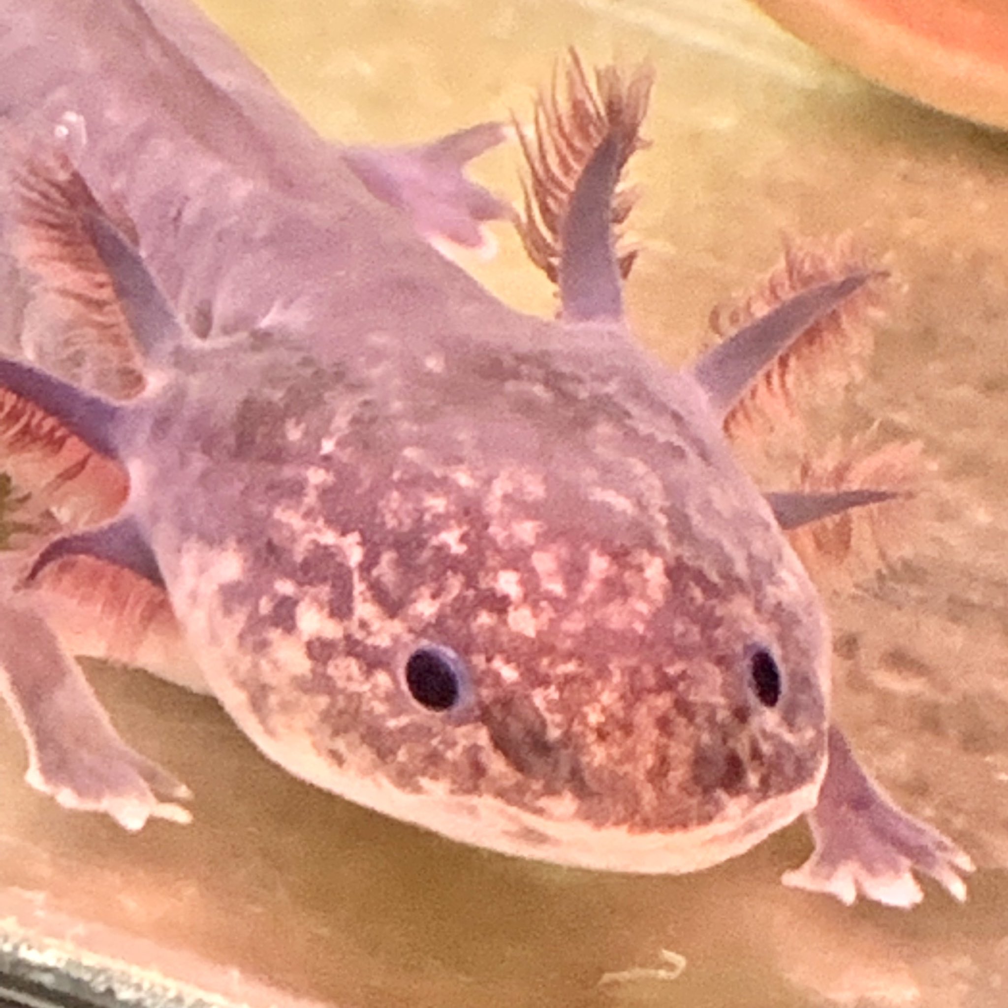 高千穂峡淡水魚水族館 Twitter Search Twitter
