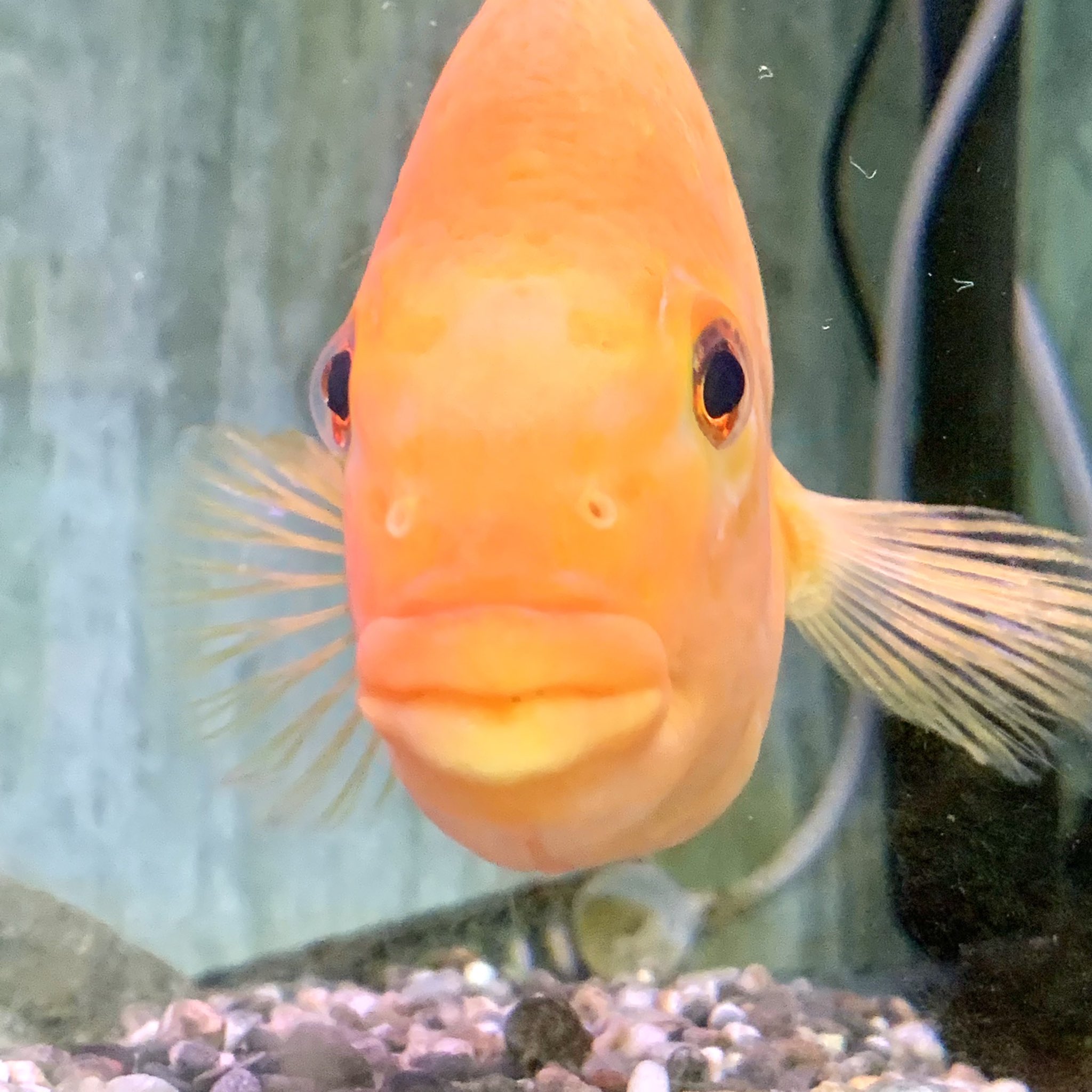 高千穂峡淡水魚水族館 Twitter Search Twitter