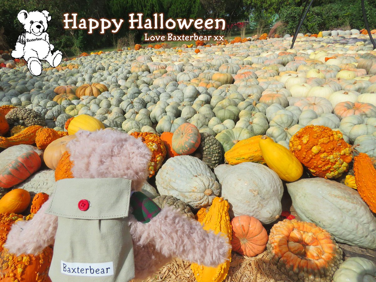 Happy Halloween. Love Baxterbear xx #Halloween #pumkins <a href="/dallasarboretum/">Dallas Arboretum</a>
 <a href="/ColdstreamGds/">Coldstream Guards</a>
 <a href="/BritishArmy/">British Army 🇬🇧</a>
 <a href="/Householddiv/">The Household Division</a>