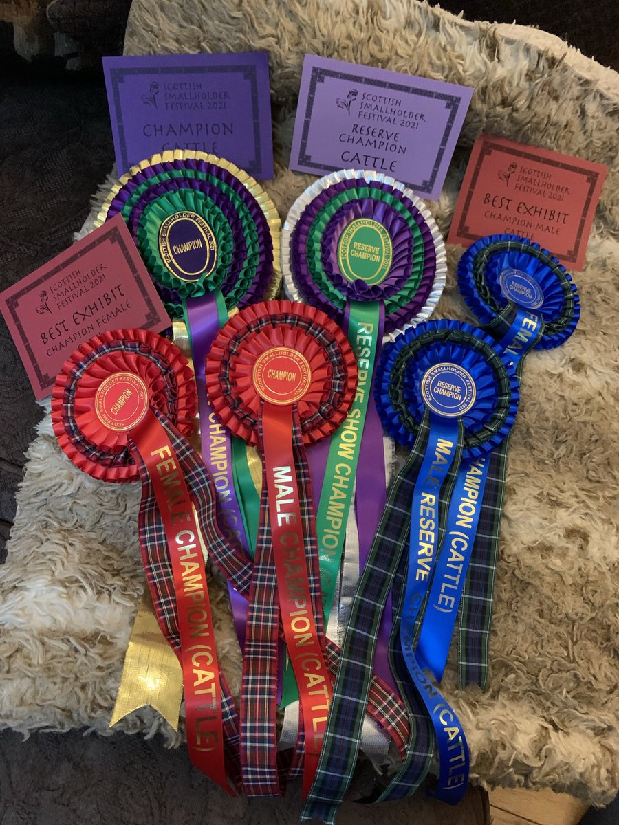 kileekie's tweet photo. Well thank you Scottish Smallholders Festival for these beauties! #SSF2021 https://t.co/WsT9rtUqxu