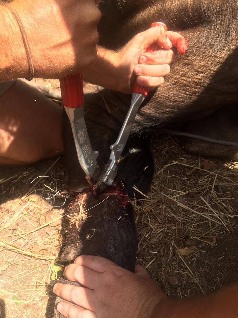 Yesterday we responded to a buffalo with a bad wire snare wrapped around it's back right leg.  The wire had cut in and the wound need a bit of clean up.  We believe the buffalo will make a full recovery and thanks to Adrian Read, Zimparks, Josh Rhodes and Paul from Shearwater.