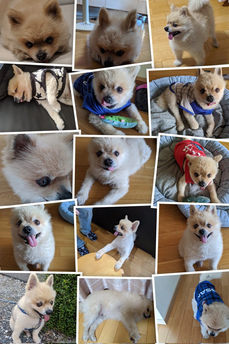 ポメラニアン侍 Solid Uo Twitter ポメラニアン侍 Solid Uo Twitter