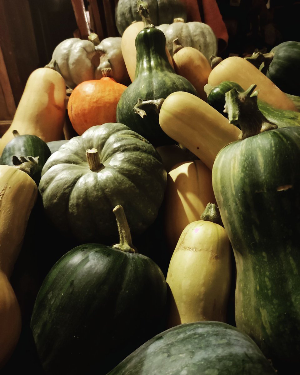 MariFrancos's tweet photo. Invasión cucurbitácea en #VillaGallima 🎃🥰
#Calabaza #Shamain #Halloween #Otoño #HuertoEcológico https://t.co/9nrwALp90F