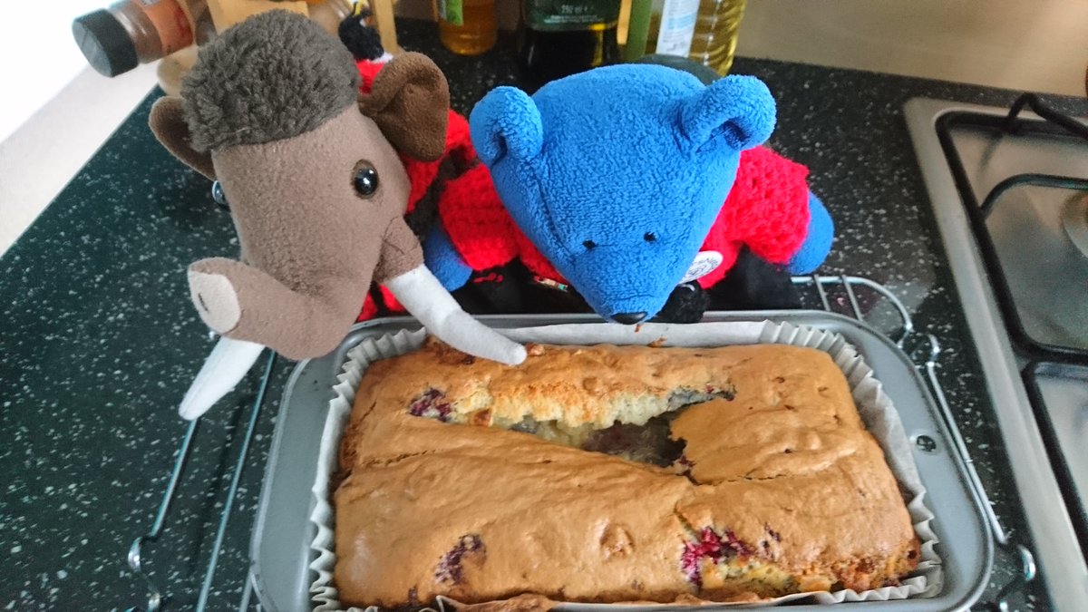 RedditchMammoth's tweet photo. We baked white chocolate and raspberry loaf. 'Errr, um, errrr...' 'I'm not sure sticking your paw straight into the loaf was the right way to check if it's done, Blueberry.' #bakingdisasters #stuffiebaking #stuffiebakeoff https://t.co/hhlcCIUkq7