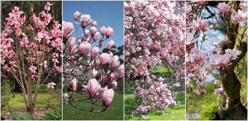 Idei_DIY's tweet photo. Magnolia - Ghid de ingrijire al celui mai frumos copac - https://t.co/sHQ0JH8Keh https://t.co/5A4z5XkFQv
