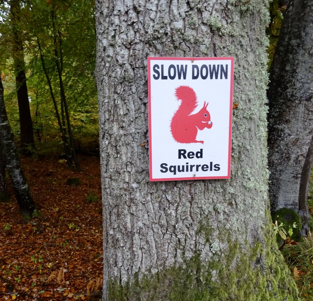 AndyDoesWords's tweet image. @SquirrelPower More of this... from the Scottish Highlands