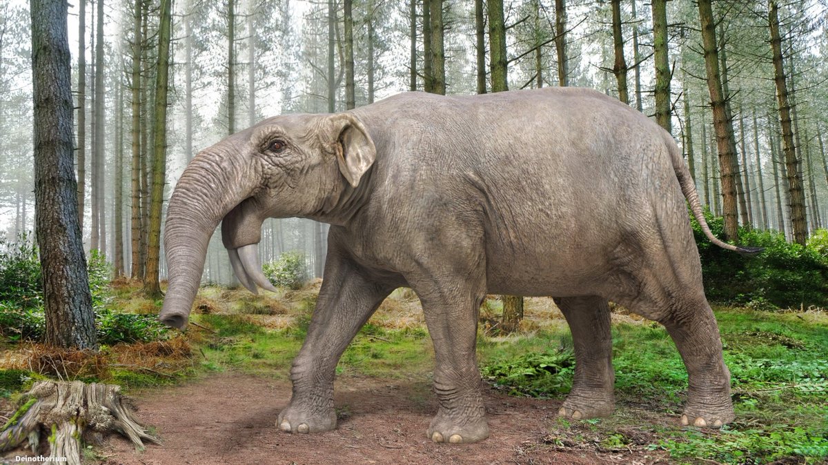 слон и платибелодон. мастодонт борсона. мамонт сунгари (mammuthus sungari). платибелодон - первобытный слон. платибелодон вымершее животное.