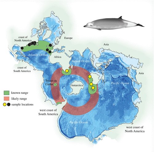 microecos's tweet photo. New whale dropped! Shoutout to the Spielhaus map projection. #oneworldocean https://t.co/zq9Qmo7Q2l