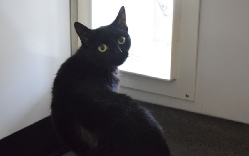 Please retweet to help Princess find a home #GLASGOW #SCOTLAND 
#cats #Kittens #ThisMorning  #LooseWomen
