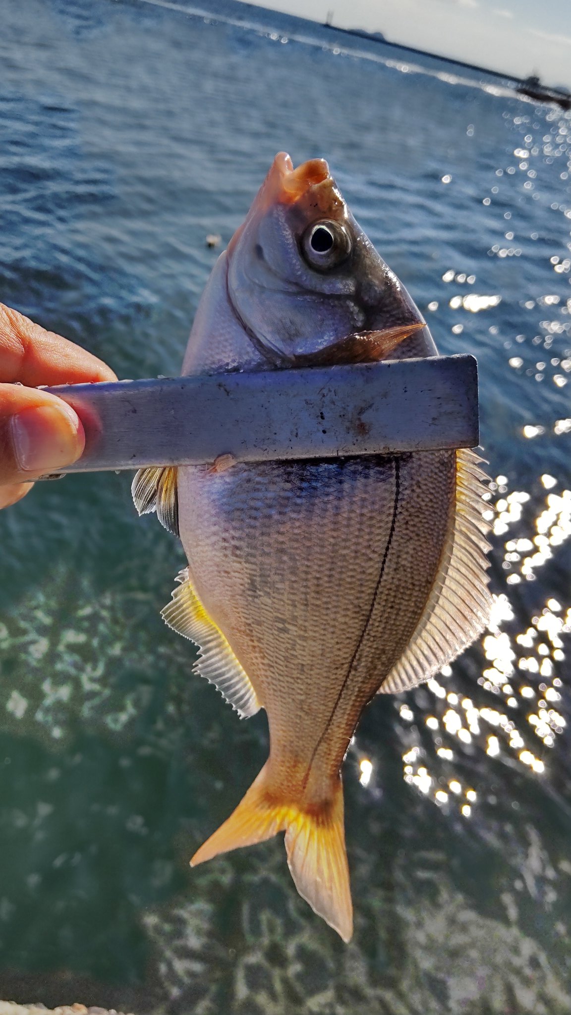 白いたち 岡村 10 29 姫路サヨリの海 サヨリ 4 タナゴ 3 ガシラ ベラ メバル 1 撒き餌をするとサヨリが多くて軽い仕掛けは落ちない 笑 タモで２匹掬う チヌ がバレたのが残念でしたが色々釣れて楽しかったです T Co Kmxxcx2u0c Twitter