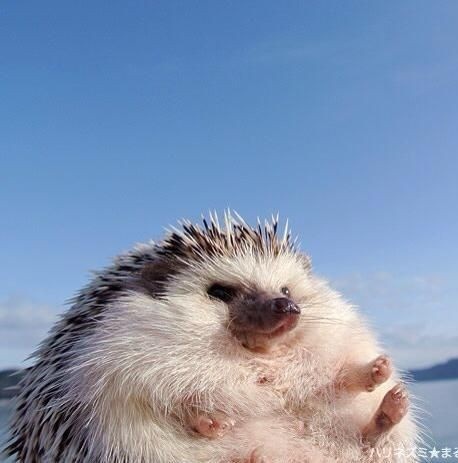 IDOLHEDGEHOG's tweet photo. https://t.co/1byWKp9816