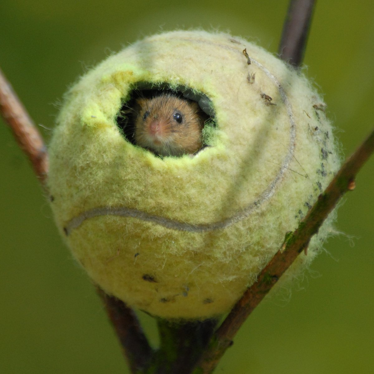 How cute is this? 🐭😍 #NationalMammalWeek

#DYK tennis balls are sometimes used to provide a safe place where tiny harvest mice can nest?