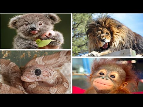 WantScience's tweet image. Animals With Down Syndrome: Is It True Or Not? - wewantscience.com/science-articl…