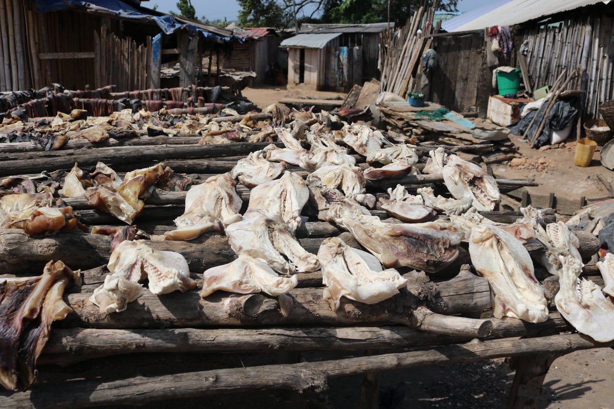Antwiseidu88's tweet photo. Our study on shark fisheries in Ghana got published by Fisheries Research. Thankful to @Shark Foundation, @Save Our Seas Foundation @Flying Sharks
Free downloads https://t.co/D3Bj8T43iI https://t.co/7vdIiUktZm