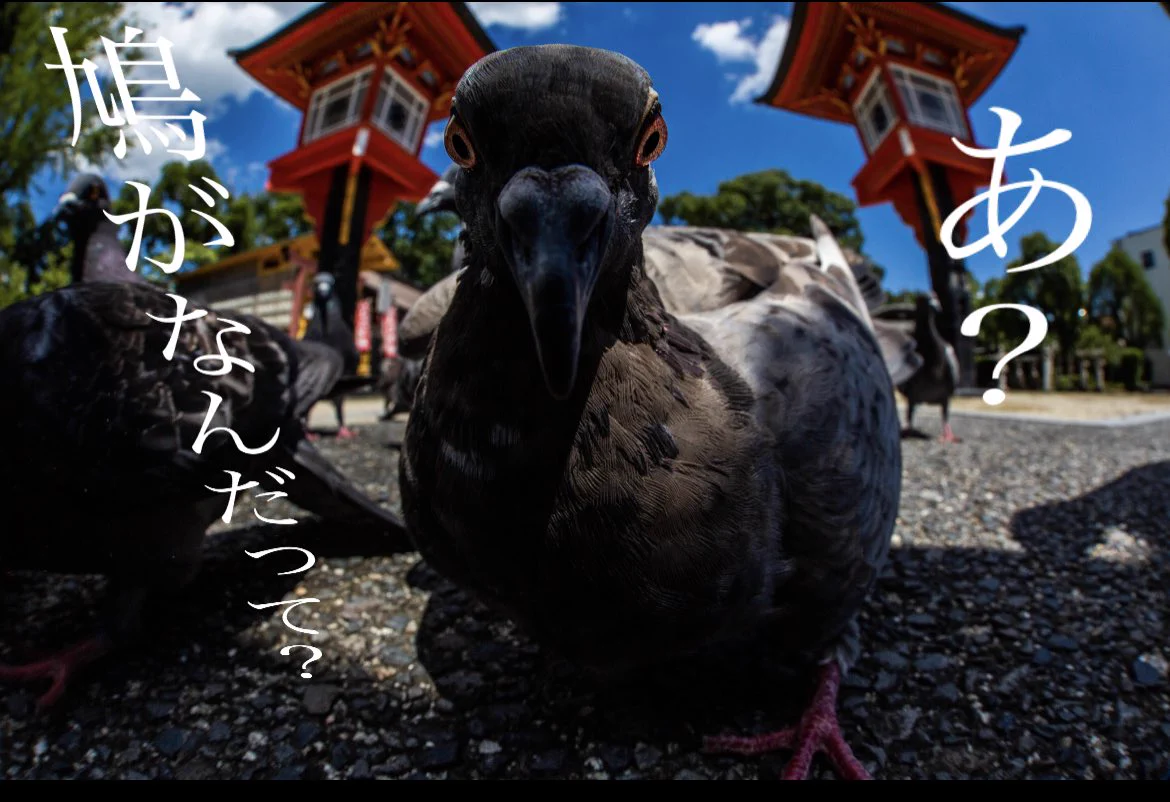 @zolge1 迫力では、あながち間違ってはいない？？ 