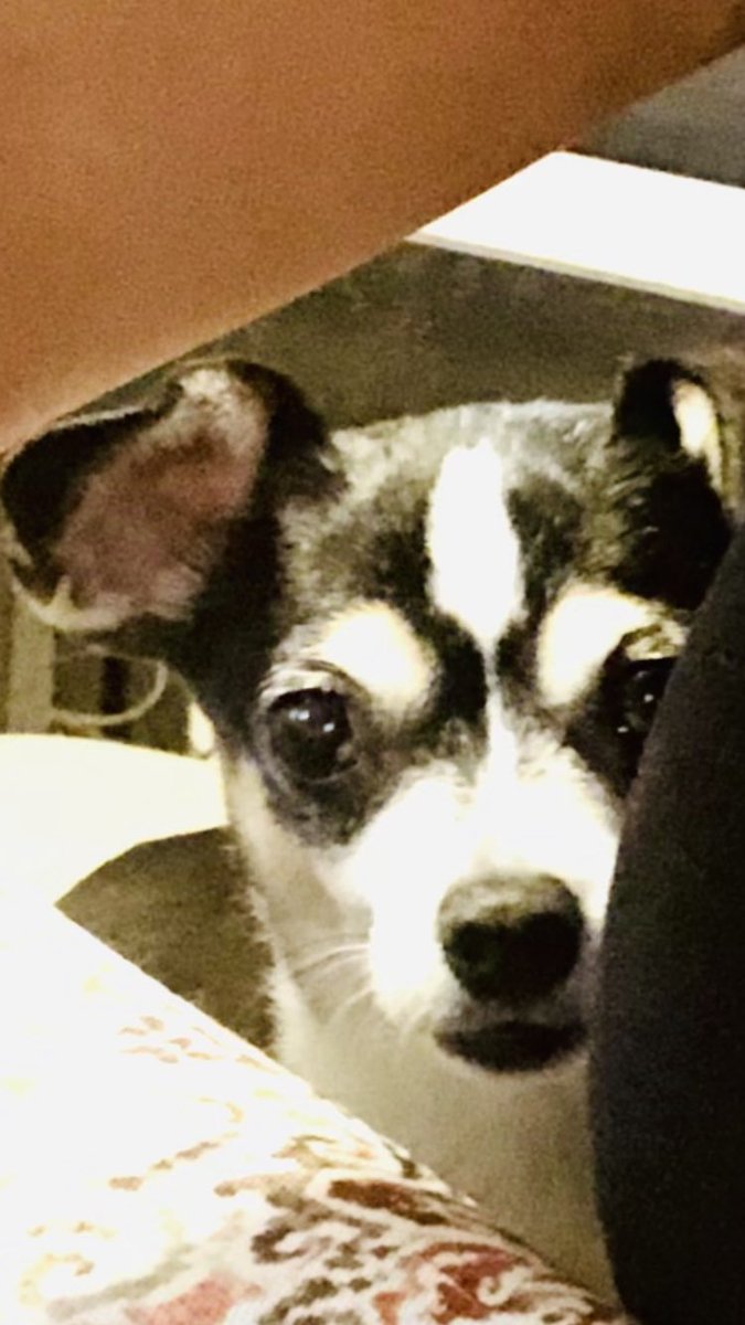 AntonChuraman's tweet photo. @coinlistings #RealDogs #Bishufi supports the pups https://t.co/Kk2fxTOCh7