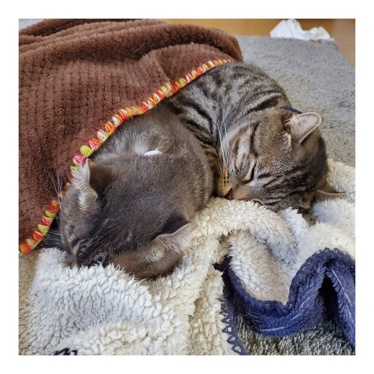 mooshaofficial's tweet photo. 本日のお昼寝タイム😴
#MooSha #猫 #RT #ペット #猫好き #猫のいる暮らし #猫好きさんと繋がりたい #猫写真 #cats #pets https://t.co/ifZ0Ie1N19