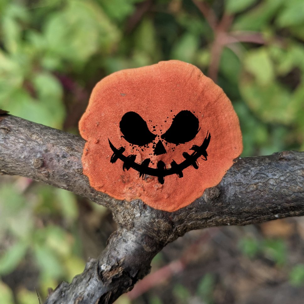 suburbanjungle_'s tweet photo. Cinnabar-polypore-o'-latern https://t.co/wvqpIpSpN9