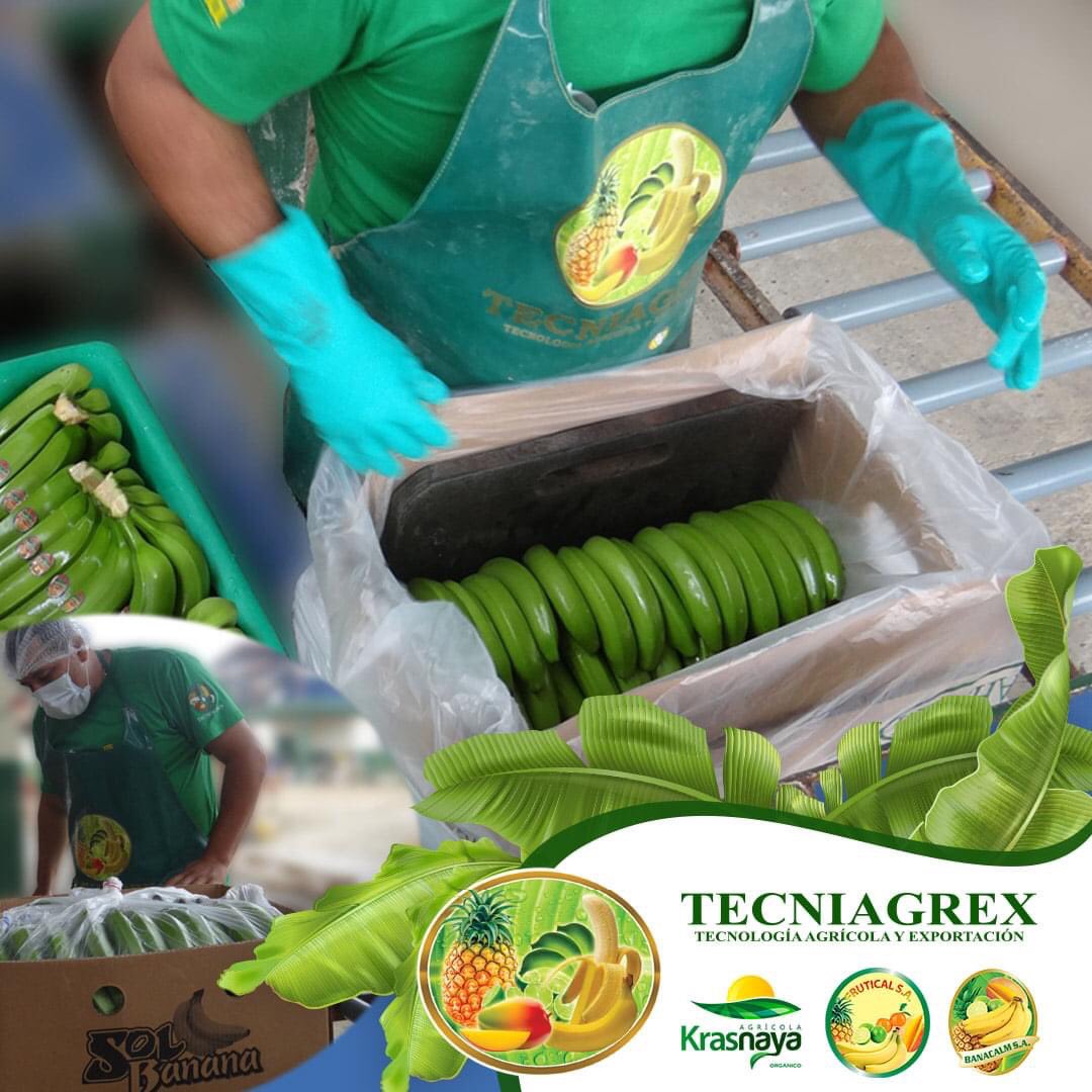 Proceso de empaque de banano: 
Labor del empaque: Consiste en la colocación de la fruta en cajas de manera homogénea
#corporacionblarrion, #banana🍌 , #empaque, #procesoempaque, #Tecniagrex, #Frutical, #Banacalm y #Krasnaya, #Ecuador, #Machala, #ElOro.