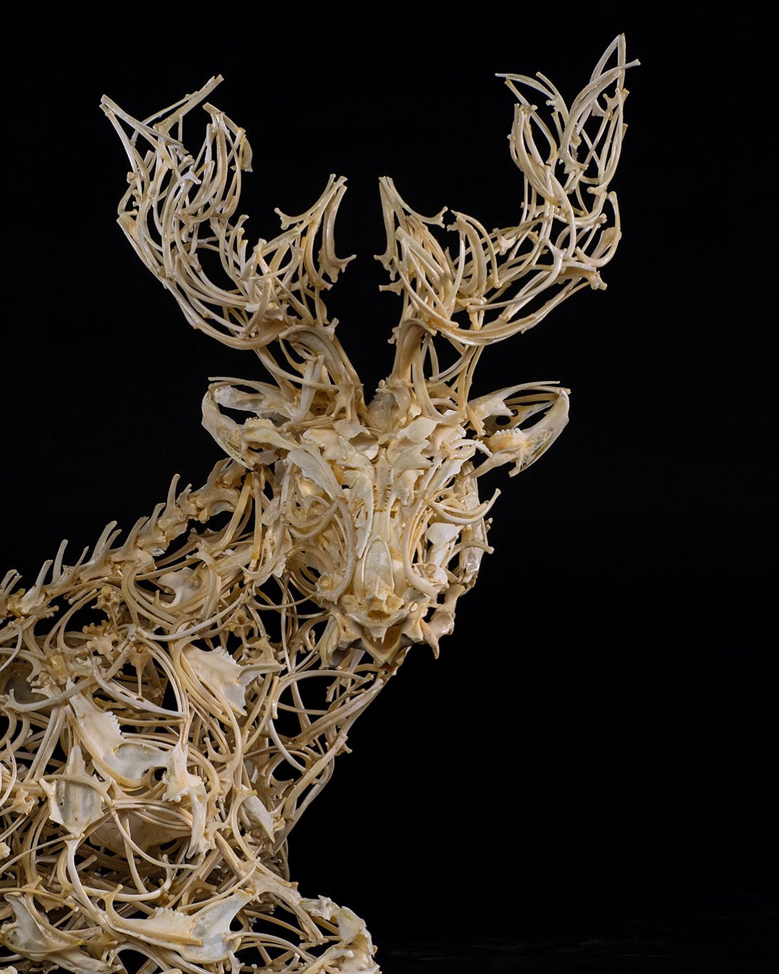 Paper and Wire Sculpture: The Sharp-beaked hound of Zeus. …