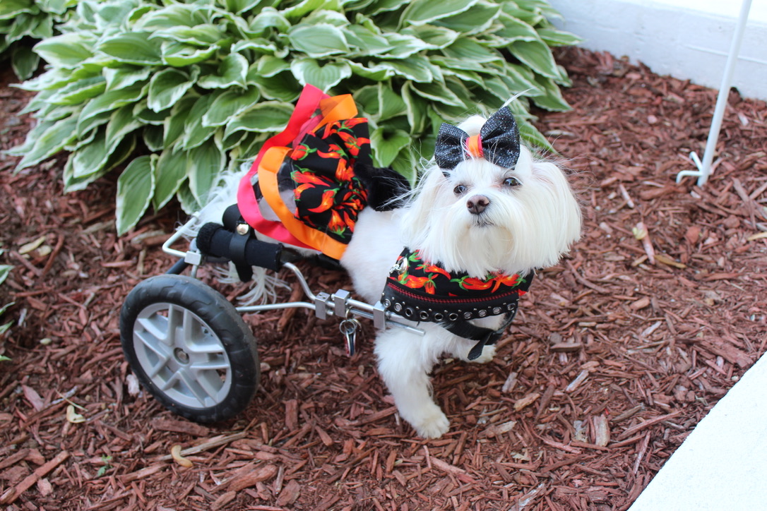 LittleMissLexi8's tweet photo. CANDY HERE &amp; IT'S FASHION FRIDAY.  I am wearing a three piece outfit from Pawsta N Furballs.  I am definitely one hot tamale.  Go check them out and see the many different outfits that they have.  #fashionista #fashionfriday #hottamale https://t.co/sxa4fAdfO0