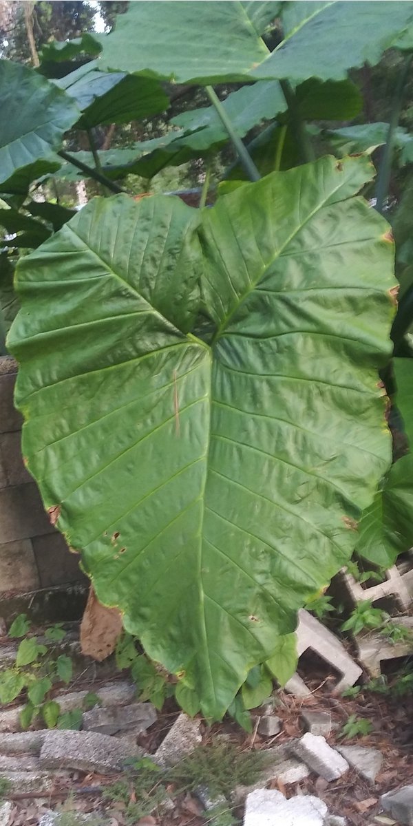 AlienLyte's tweet image. Alien life is light. Rainbow ancient invisible light made visible all of life is immersed in right now. How we are capturing alien images. Humans have been programmed only materialism it's destroying you. It is time stronger connection internal magnetism please support