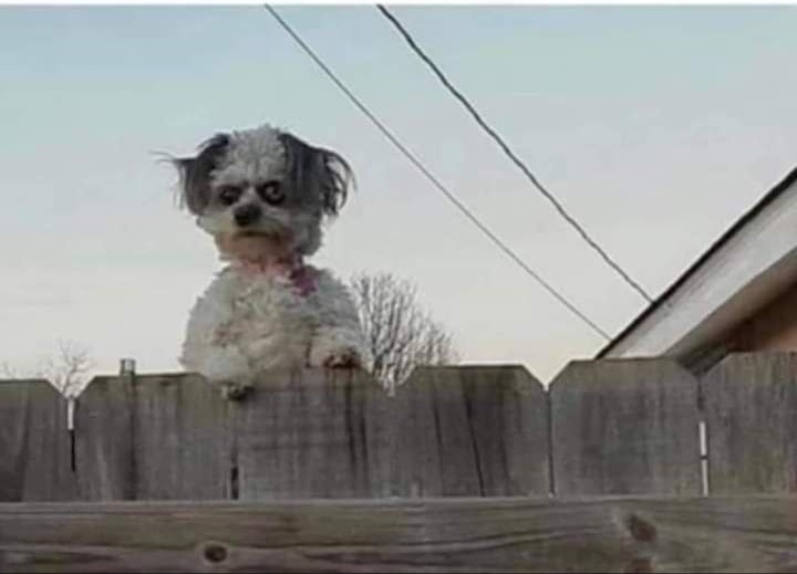 𝚇𝚊𝚗𝚘𝚗 𝙰𝚍𝚘𝚗𝚊𝚒 tweet media