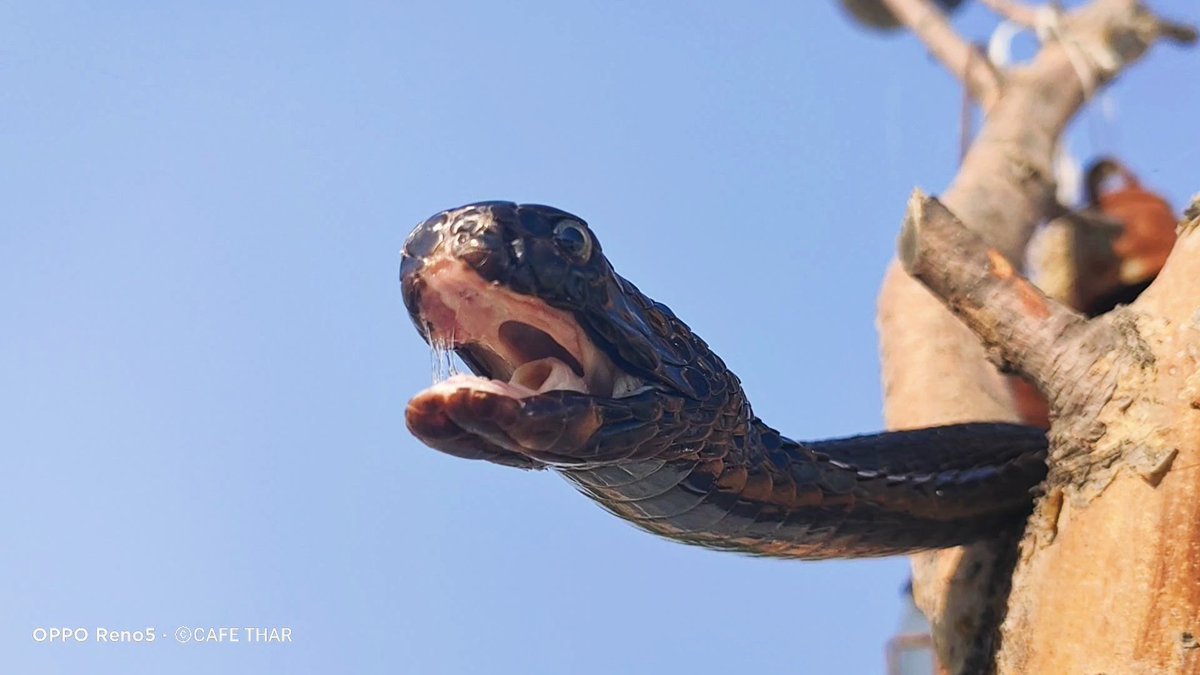 piyaroshivani's tweet photo. Cobra On Tree
#wildlifephotography
#wildlife
#forestphotography
#dawndotcom
#junglephotography
#wildlifephotographer
#thardesert
#thardesertphotography
#cobra
#cobraattack
#cafethar https://t.co/dTd3Ird2jm
