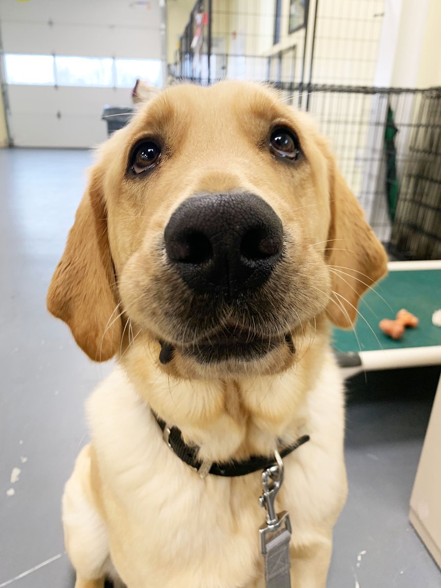 ECADServiceDogs's tweet image. The Holiday Matching Fund is now ACTIVE! Give now to help a person living with disabilities gain independence! #bettertogether #ECADServiceDogs #holidaymatching #doublethegood  #independence 🐾🦮❤️ow.ly/DUgD50GmWBy