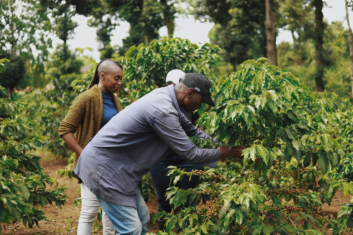 Three people are outdoors, inspecting coffee growing on a plant