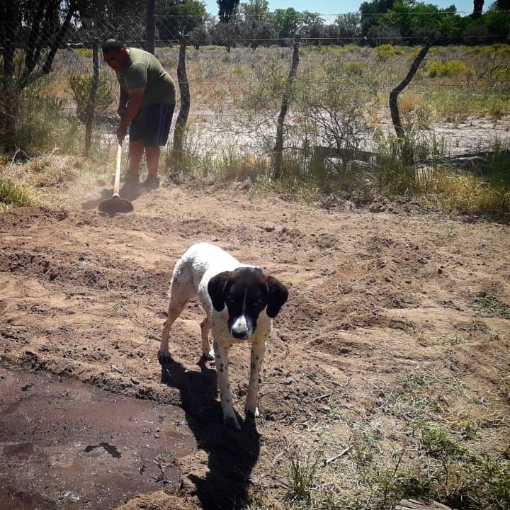 WillkakutiSR's tweet image. Rodrigo de #Willkakuti🌞 prepara el suelo del terreno de la familia de Silva Segura para su futura #huerta. 
#programadeautonomiaalimentaria 
#plandeemergenciaalimentaria 
#tumunicipio