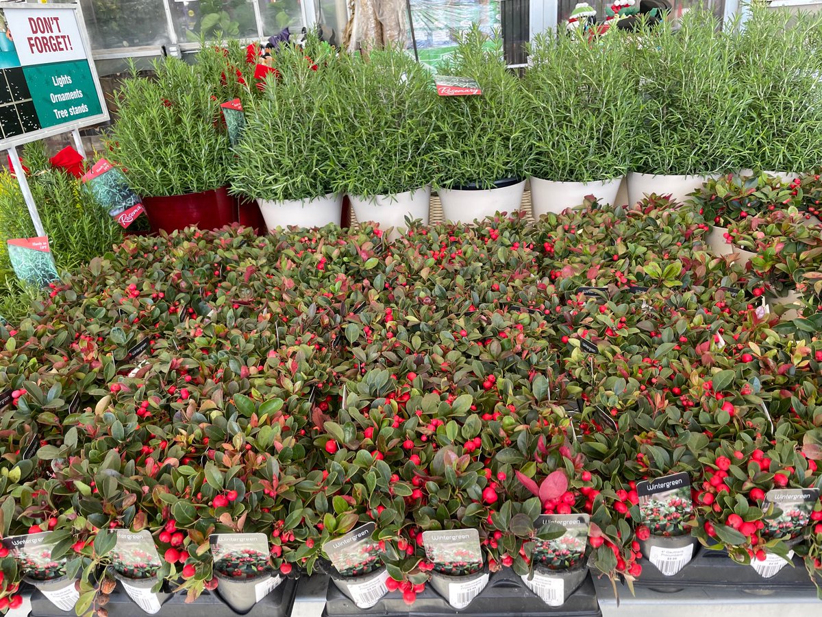 Lorrie Gallimore tweet media