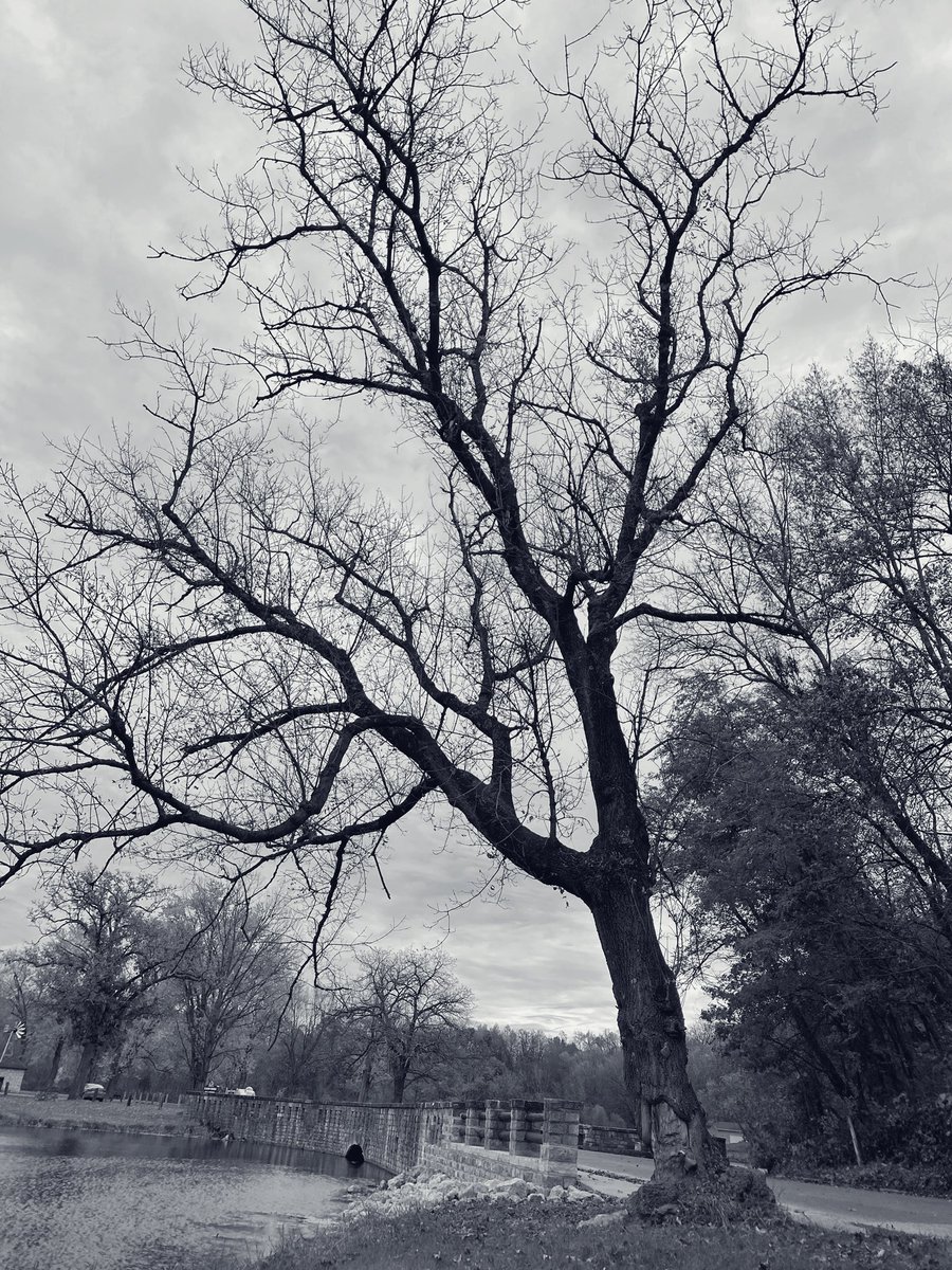 MoonGod32130913's tweet photo. Frightening Friday! Happy Halloween Eve Eve π» Hereβs a creepy tree for you all #creepytree #Halloween https://t.co/kUjRIpNlwT