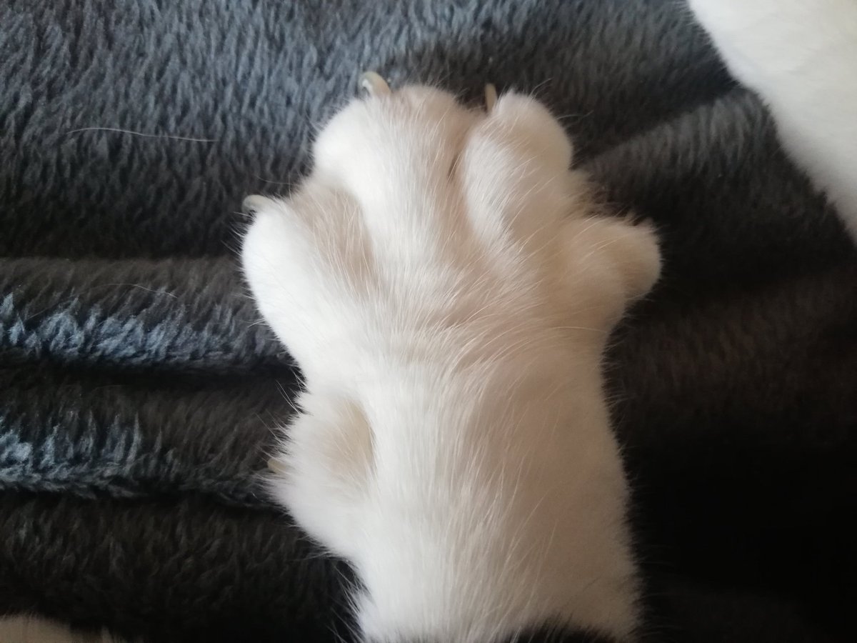 Loki (@deinemutti7) on Twitter photo 