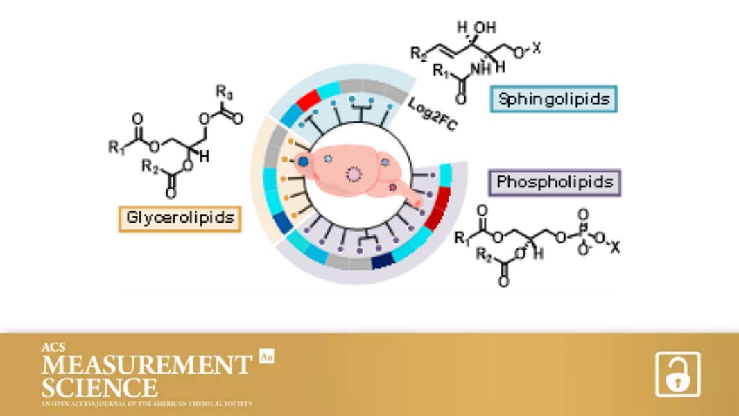 Combining Micropunch Histology and Multidimensional Lipidomic Measurements for In-Depth Tissue Mapping By Erin Baker et al, @BakerlabNCSU @ErinBakerNCSU @MelOdenkirk  @NCStateChem @NCStateBioSci Open access in ACS Measurement Science Au here fal.cn/3jpPg