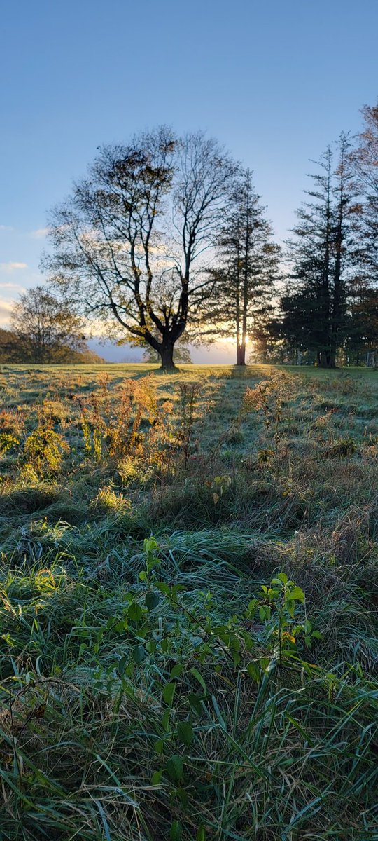 Took a little later walk this morning. Still very nice light.