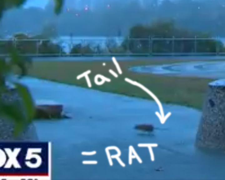 Brian41975's tweet image. #notasquirrel