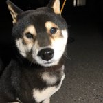 この柴犬可愛すぎるｗ自分が寝る前にわざわざ人のこと起こしてから寄り添って寝るｗ 話題の画像プラス