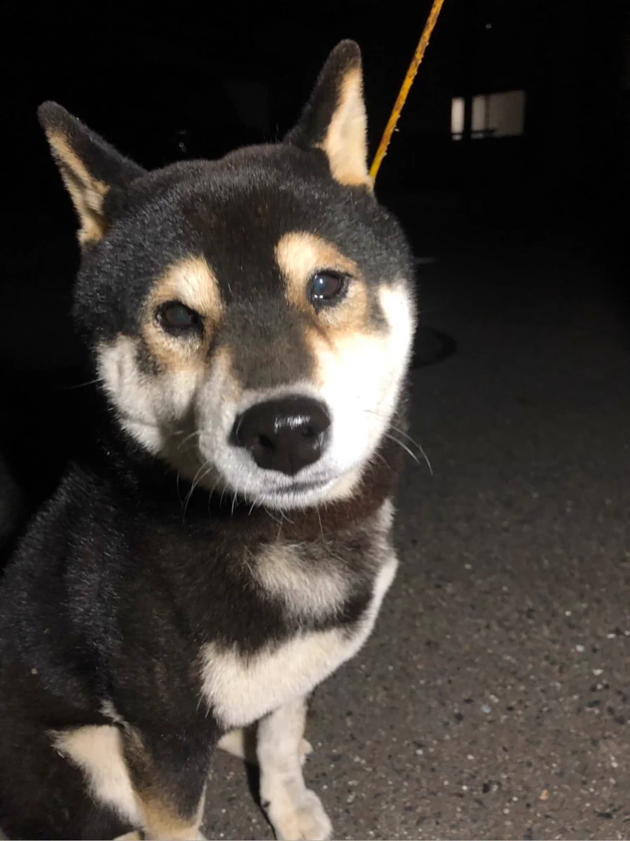 春日井警察に迷子犬を届けています。飼い主さん早く迎えにきて！！
