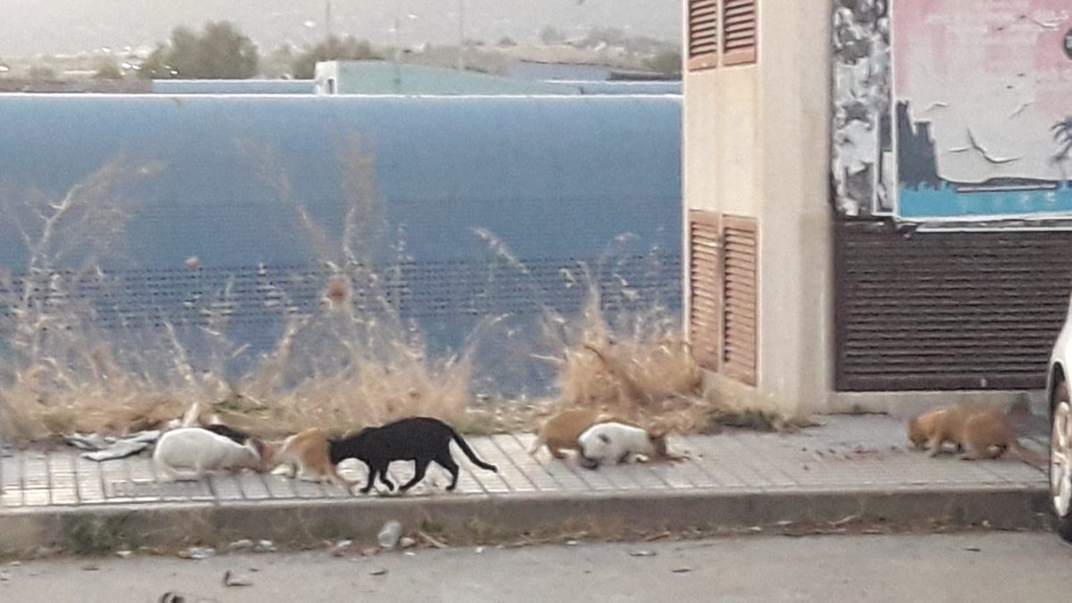 knt84's tweet photo. @sadecocordoba @FAPAC_Cordoba @ayuncordoba_es @ArcaCordoba @PartidoPACMA Necesitamos ayuda con esta colonia incontrolada de gatos. La hemos solicitado y no tenemos respuesta. Están sufriendo lesiones y daños que tenemos que pagar con nuestro dinero. Actuaciones ya!!! https://t.co/uwS9pzjO8A