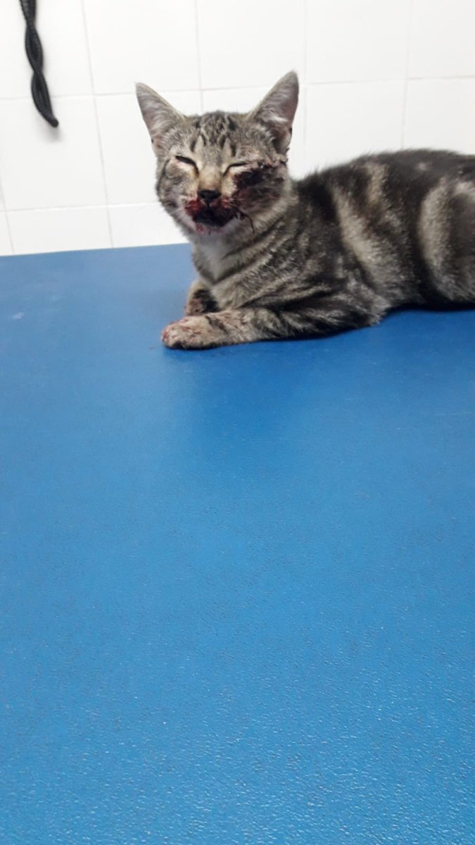 knt84's tweet photo. @sadecocordoba @FAPAC_Cordoba @ayuncordoba_es @ArcaCordoba @PartidoPACMA Necesitamos ayuda con esta colonia incontrolada de gatos. La hemos solicitado y no tenemos respuesta. Están sufriendo lesiones y daños que tenemos que pagar con nuestro dinero. Actuaciones ya!!! https://t.co/uwS9pzjO8A